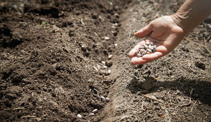 Female hand planting seeds beans in soil.