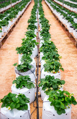 Strawberries on a strawberry plant on a strawberry plantation