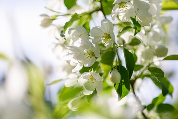 Apple tree branch with white flowers in spring in the sunlight