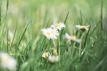 White wild flowers in the green grass.