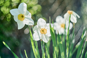 White daffodils on a blurred background. Botanical photo.