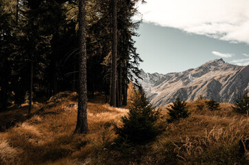 Waldrand in der Schweiz mit Blick auf die Alpen