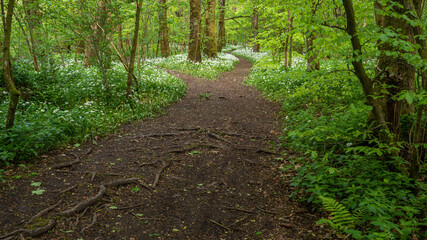 Path Junction in the Garlic Wood (allium ursinum)