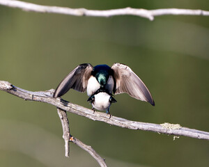 Swallow Photo Stock. Swallow couple in courtship season and enticing her back displaying spread wings in their environment and habitat with blur background. Image. Picture. Portrait.