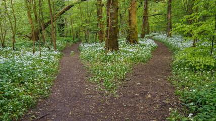 Forest track Junction in the garlic wood (allium ursinum)