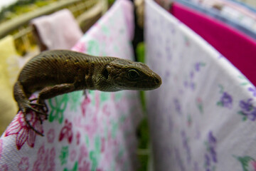 Laundry is drying outside. A lizard is crawling over the linen. Trying to get from one rope to another.