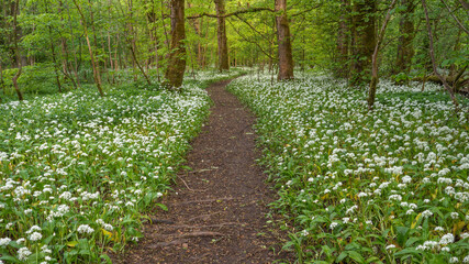 Forest trail in garlic woods (Allium ursinum) in Scotland
