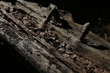 An old rotten tree lying in the forest