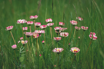 Bellis perennis garden perennial pink daisies. Horizontal spring background. Growing colorful flowers in lawn. Bright sunlight, full frame. A glade of delicate flowers.