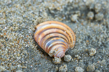 Macro close-up of seashells on the beach