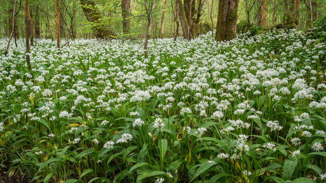 Blanket of Wild garlic (allium ursinum) in a woodland