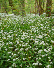 Wild garlic (allium ursinum) growing wild in a woodland in Scotland