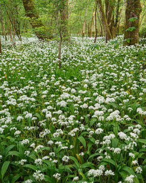 Wild garlic (allium ursinum) growing wild in a woodland in Scotland