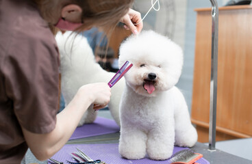 Bichon frise grooming. Happy Bichon frise. Grooming process. Dog grooming. The groomer holds the dog with his hand. Grooming by a professional groomer in the salon. Dog show