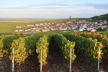 Fototapeta na wymiar Paysage de vignoble champenois, avec une entrée de vigne sur les coteaux autour du village de Verzenay en Champagne Ardenne, avec vue sur le phare au loin (France)