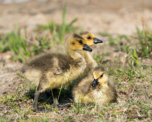 Canada Goose Photo. Canadian babies gosling close-up profile view resting on grass in their environment and habitat. Three Canada Gosling babies Image.  Picture. Portrait. Photo.