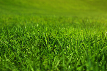 Fototapeta premium Fresh green grass as background, closeup view