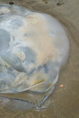 Close-up of jellyfish jellyfish stranded on the beach, multiple jellyfish