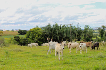 Fototapeta premium Cows of different breeds in a grassy field on a bright and clouds sunny day in a farm in Brazil. Space for text.