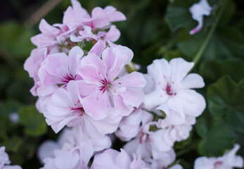 Geranium blossomed withl light pink flowers