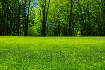 Beautiful view of landscape with fresh green grass and trees outdoors