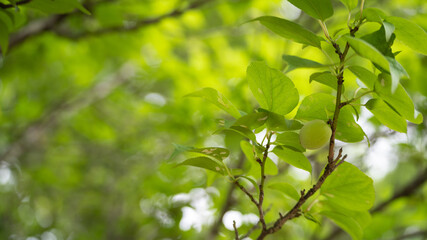 Fototapeta na wymiar 日本の梅の実。japanese ume fruits
