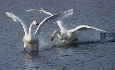 swans in flight