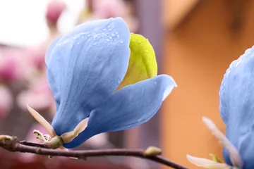Fototapeten Magnolie Beautiful delicate magnolia Blue Opal outdoors, closeup. Spring season  © New Africa