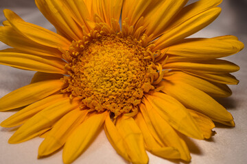 Gerbera