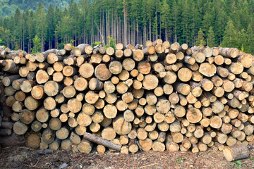 Stacked of logs, firewood on background fir green forest