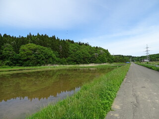 初夏の農村風景