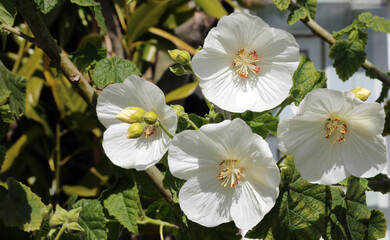 Close up of Chilean Tree Mallow flowers
