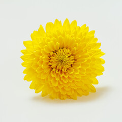 Close-up head of yellow chrysanthemum on the white background.