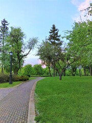 Trees in the park in the spring after rain; the freshness of a spring garden