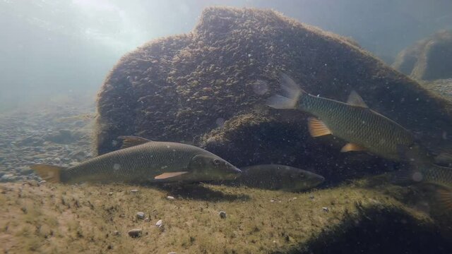 Barbel (Barbus barbus) and Chub (Leuciscus cephalus) swimming underwater, close-up in the nature river habitat. Fish in the clean little creek. Wildlife animal.