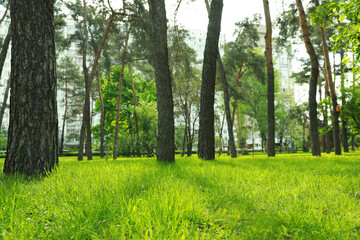 Beautiful landscape with trees and green grass in city park