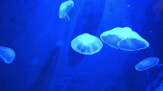 Several jellfish swimming underwater lighting by blue light,static close up shot