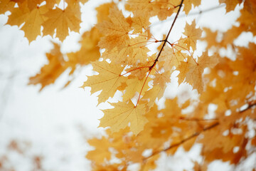 Fototapeta na wymiar autumn blurred background, maple leaves