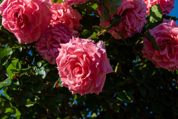 pink roses in garden