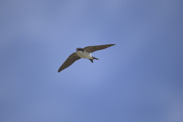 Obraz premium Swallow flying 