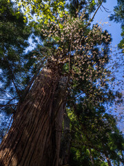 Cherry blossom tree parasitizing a large cedar tree in the shrine (Iwahashi shrine, Inawashiro, Fukushima, Japan)
