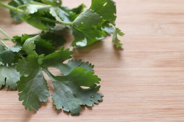 fresh green coriander leaf on wooden background