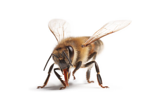 abeille isol&eacute; sur fond blanc	