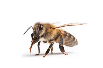 Fotobehang Bij abeille isolé sur fond blanc 