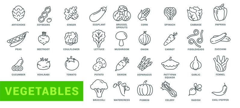 Vegetable icon set. Minimal thin line style. Outline icons collection vegetables zucchini, tomato, radish, mushroom, ginger, fennel, corn, celery. Vector illustration Design on white background EPS 10