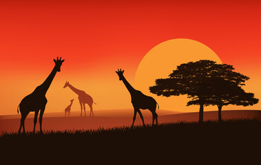 Naklejka na ściany i meble giraffe family walking over african savannah at sunset - evening landscape vector silhouette scene