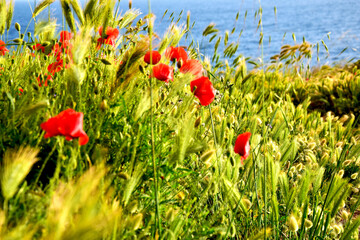 poppies in the field