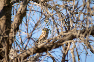 Close-up shot of  Little Owl (Athene noctua) perching on a tree
