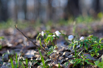 Beautiful little flowers on a green meadow
