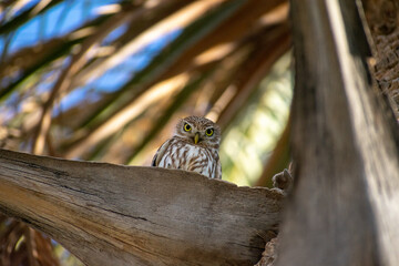 Close-up shot of  Little Owl (Athene noctua) perching on a tree